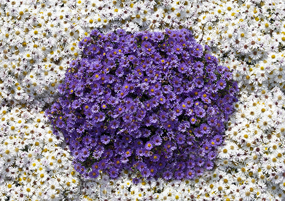 Blue on White Asters